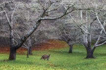 Beautiful Mount Lofty Botanic Garden in Adelaide Beautiful Mount Lofty Botanic Garden in Adelaide